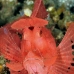 rhinopias_paddleflap_kbraerpr3_v_0315_sul7168.jpg